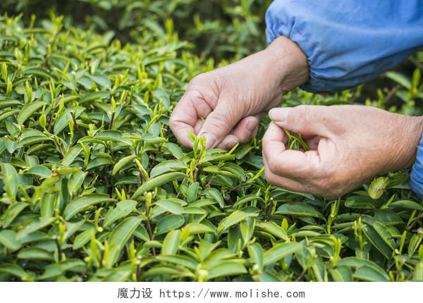 采茶春季绿色茶叶背景图片